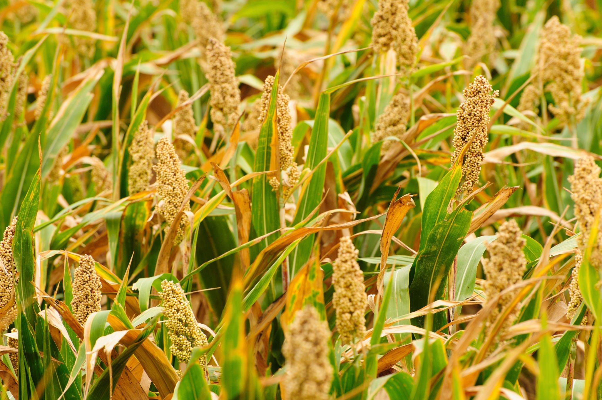 Meta Title: Nourishing Delight: Discover the Benefits of Jeevans Foxtail Millet Meta Description: Explore the nutritious world of Jeevans Foxtail Millet—a cereal packed with essential nutrients, a sweet nutty flavor, and recognized for its digestibility. Learn how this versatile grain, rich in fiber, proteins, calcium, and vitamins, serves as a wholesome and non-allergenic choice for children and pregnant women. Jeevans Foxtail Millet: A Nutrient-Packed Delight