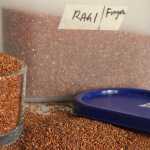 Ragi Revelations: Unveiling the Nutritional Values of this Superfood