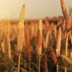 The Incredible Benefits of Millets: A Superfood for Your Health