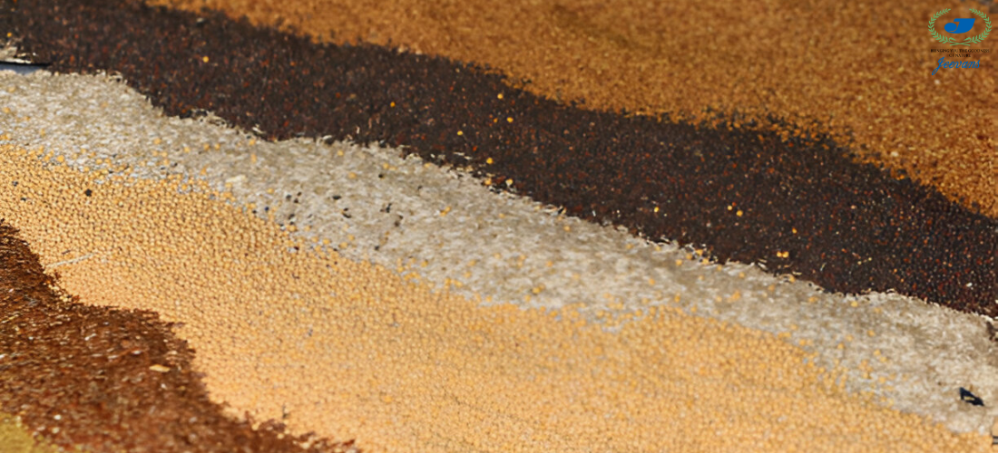 The Role of Millets in Managing Lifestyle Diseases: Diabetes, Obesity, and Beyond