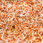 Why Sprouted Ragi Is Easier to Digest: The Science Behind Sprouted Grains