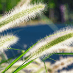 Foxtail Millet: The Super Grain for Everyday Health | Jeevans House