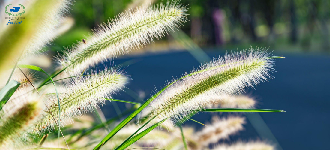 Foxtail Millet: The Super Grain for Everyday Health | Jeevans House