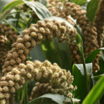 Top 10 Little Millet Benefits for Weight Loss, Diabetes & Overall Health
