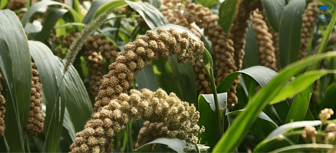 Top 10 Little Millet Benefits for Weight Loss, Diabetes & Overall Health